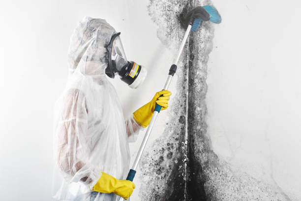 Best Crawl Space Mold Remediation  in Rockton, IL